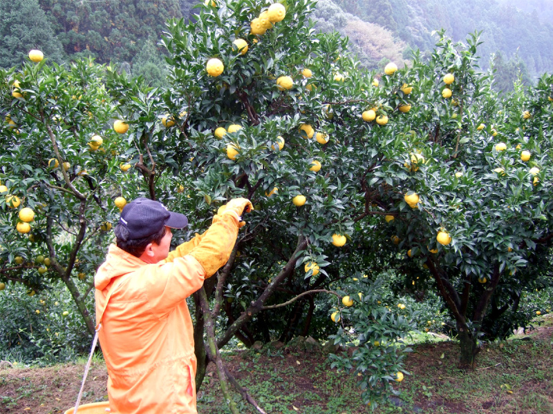 柚子の収穫の様子